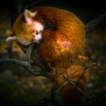 sleeping red panda