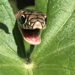 snake