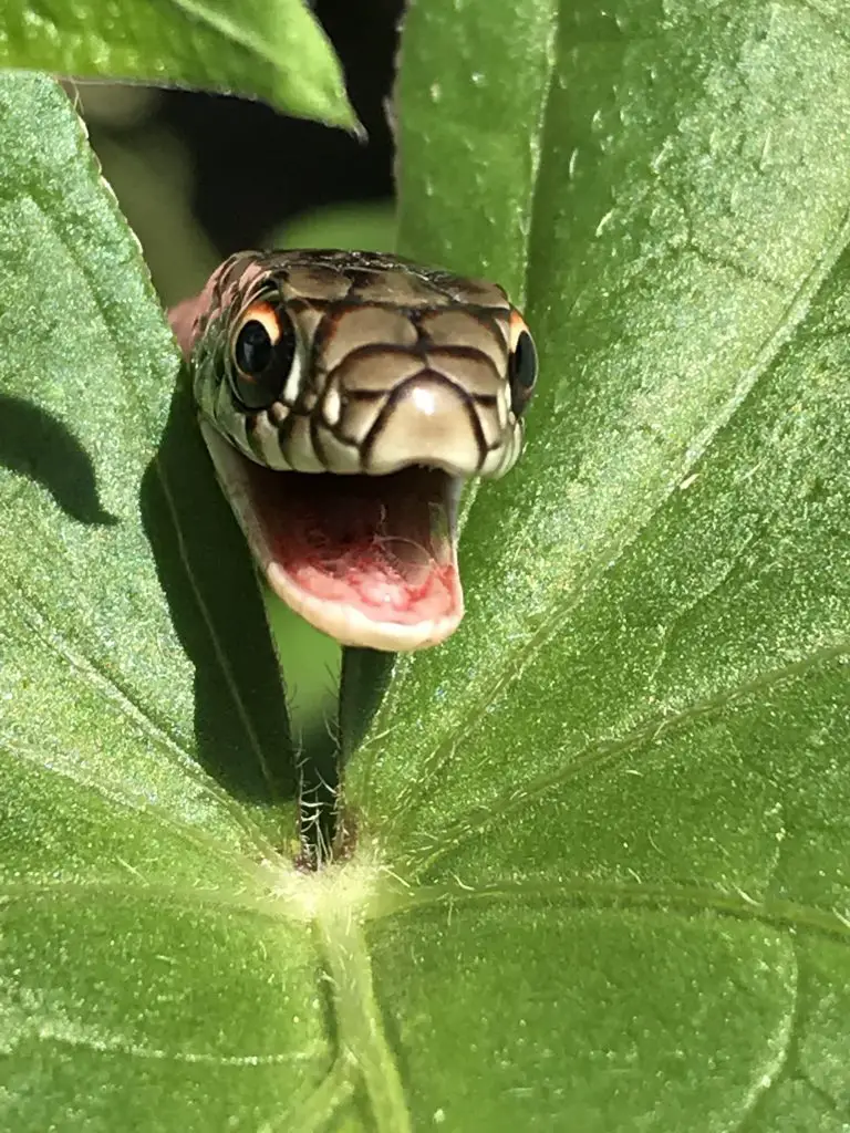 Do Blueberry Bushes Attract Snakes? ???? And 5 That Don't. 2 snake