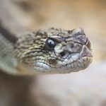 snake a portrait 2021 08 26 17 01 07 utc