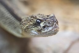 snake a portrait 2021 08 26 17 01 07 utc scaled e1646603749118