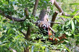 travel to vienna austria the red panda scaled e1648489888724