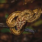 wild snake 2021 08 31 17 27 51 utc