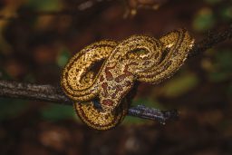 wild snake 2021 08 31 17 27 51 utc scaled e1646684845140