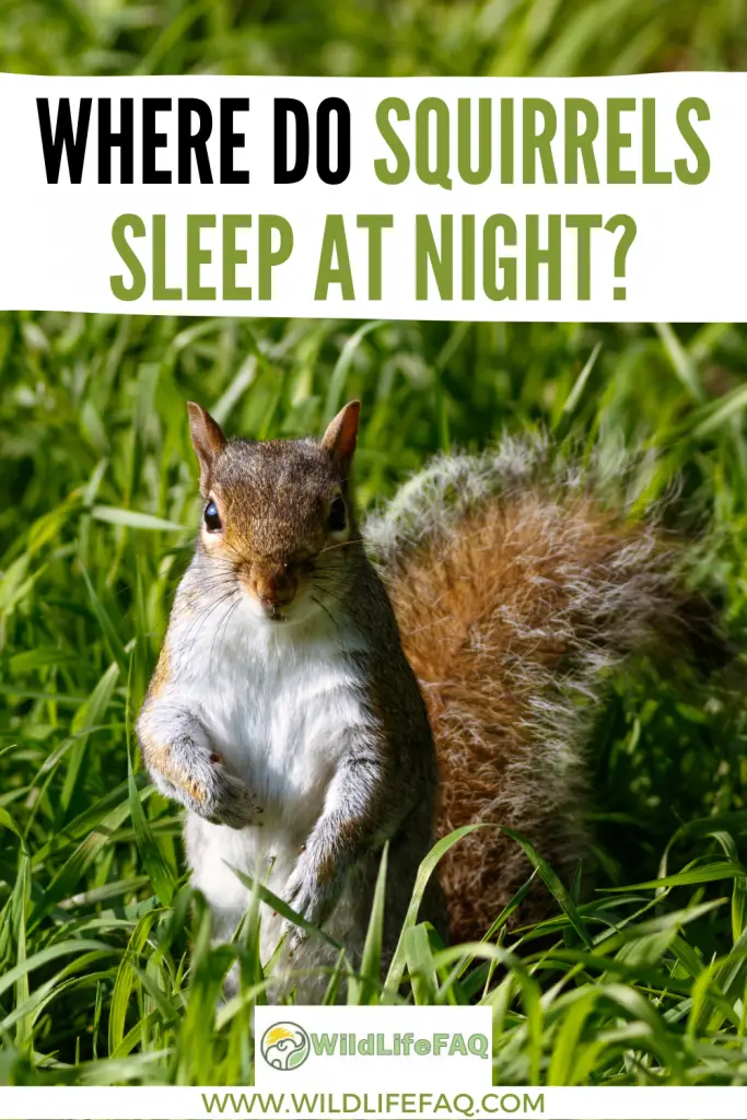Where Do Squirrels Sleep At Night? ????️ (Answered) 5 1