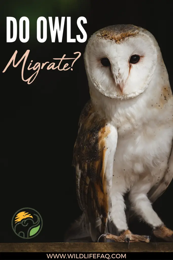 Do Owls Migrate? ???? 5 25
