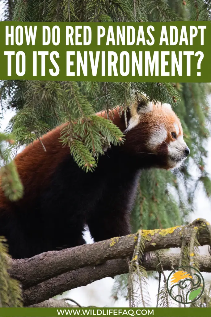 How Do Red Pandas Adapt To Its Environment? 3 26