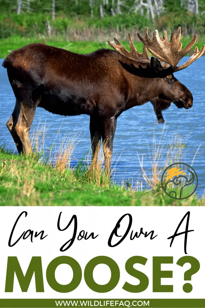 Can You Own A Moose? 2 27