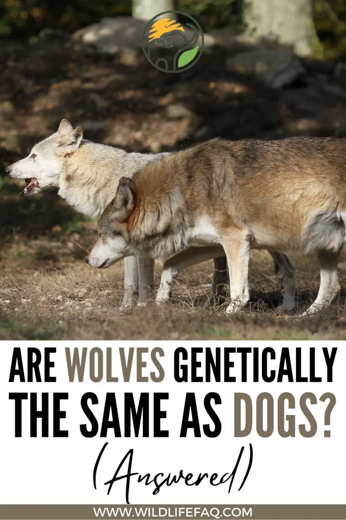 Are Wolves Genetically The Same As Dogs? ???? (Answered) 3 28