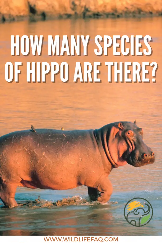 How Many Species Of Hippo Are There? ???? 3 30