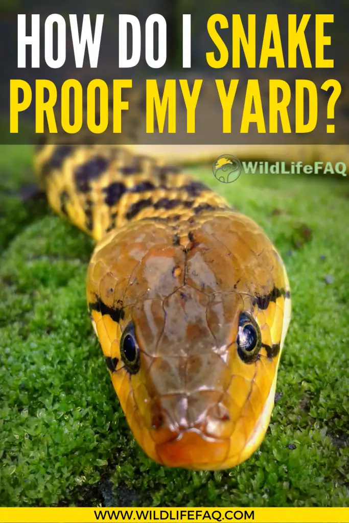 How Do I Snake Proof My Yard? ???? 3 33
