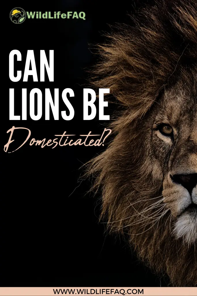 Can Lions Be Domesticated? ???? 4 36