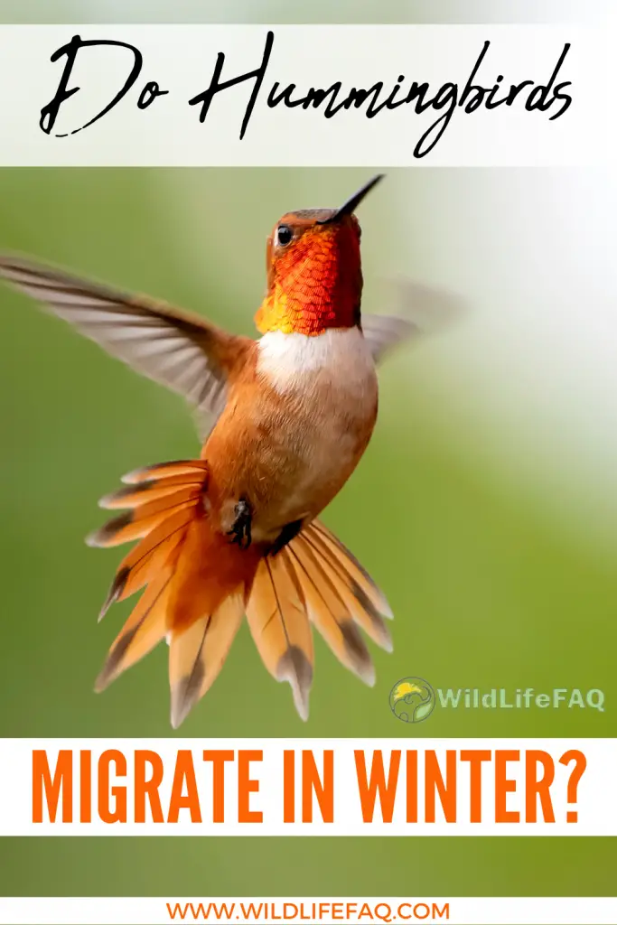 Do Hummingbirds Migrate In Winter? 9 37