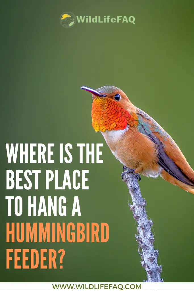 Where Is The Best Place To Hang a Hummingbird Feeder? 8 38