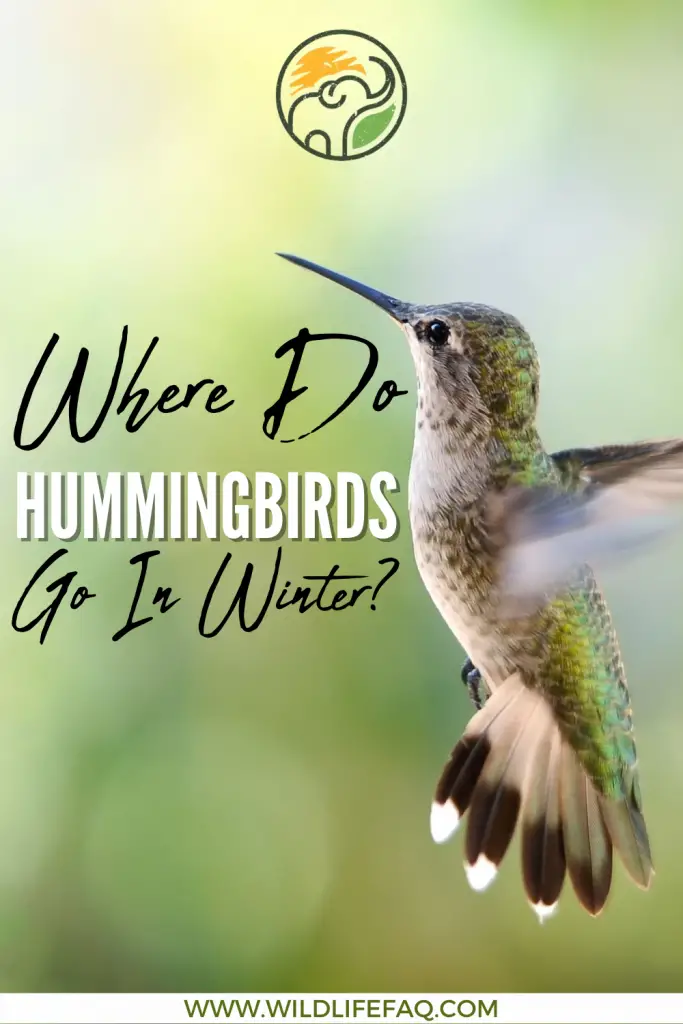 Where Do Hummingbirds Go In Winter? 5 39