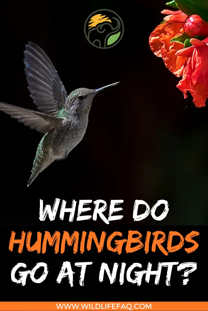 Where Do Hummingbirds Go at Night? 4 40