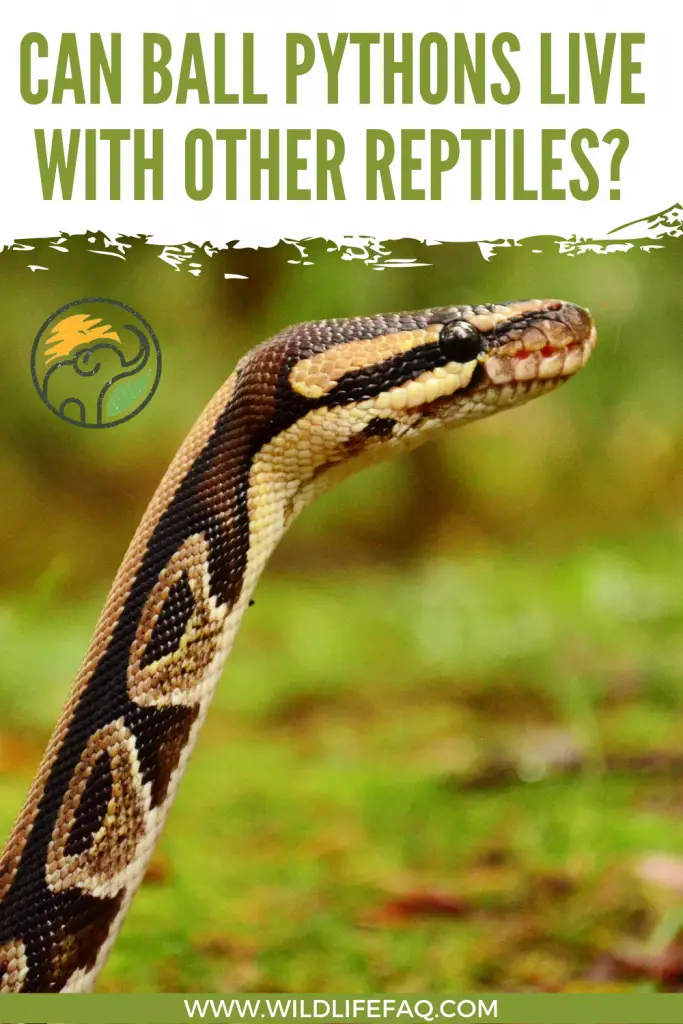 Can Ball Pythons Live With Other Reptiles? 3 42