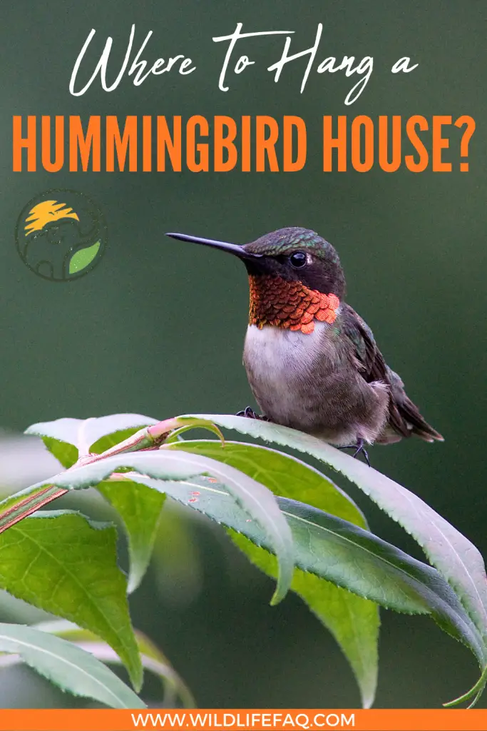 Where To Hang a Hummingbird House? 4 43