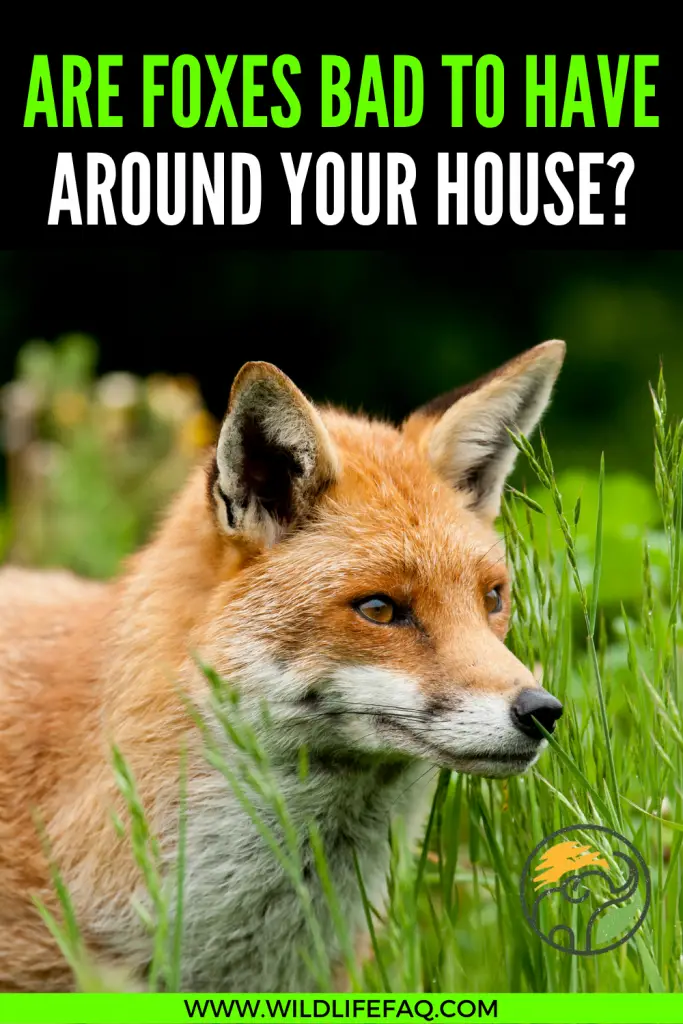 Are Foxes Bad To Have Around Your House? ???? 5 44