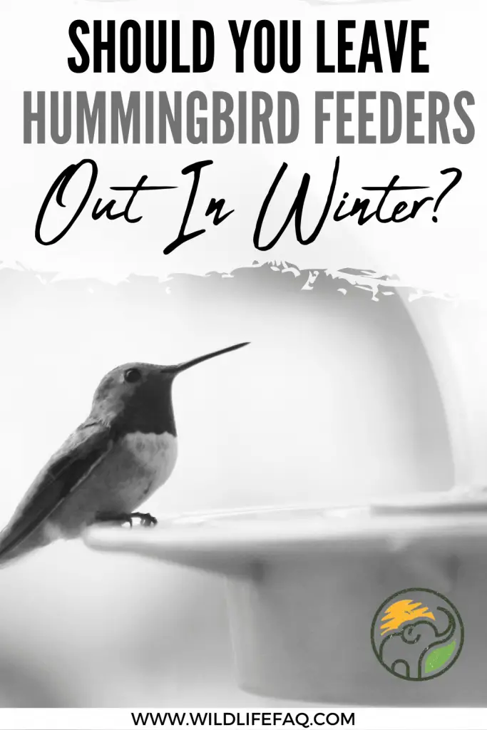 Should You Leave Hummingbird Feeders Out In Winter? 4 45