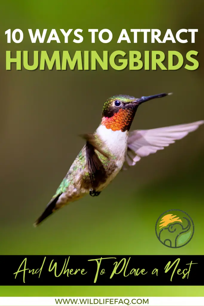 10 Ways to Attract Hummingbirds And Where To Place a Nest. 8 47