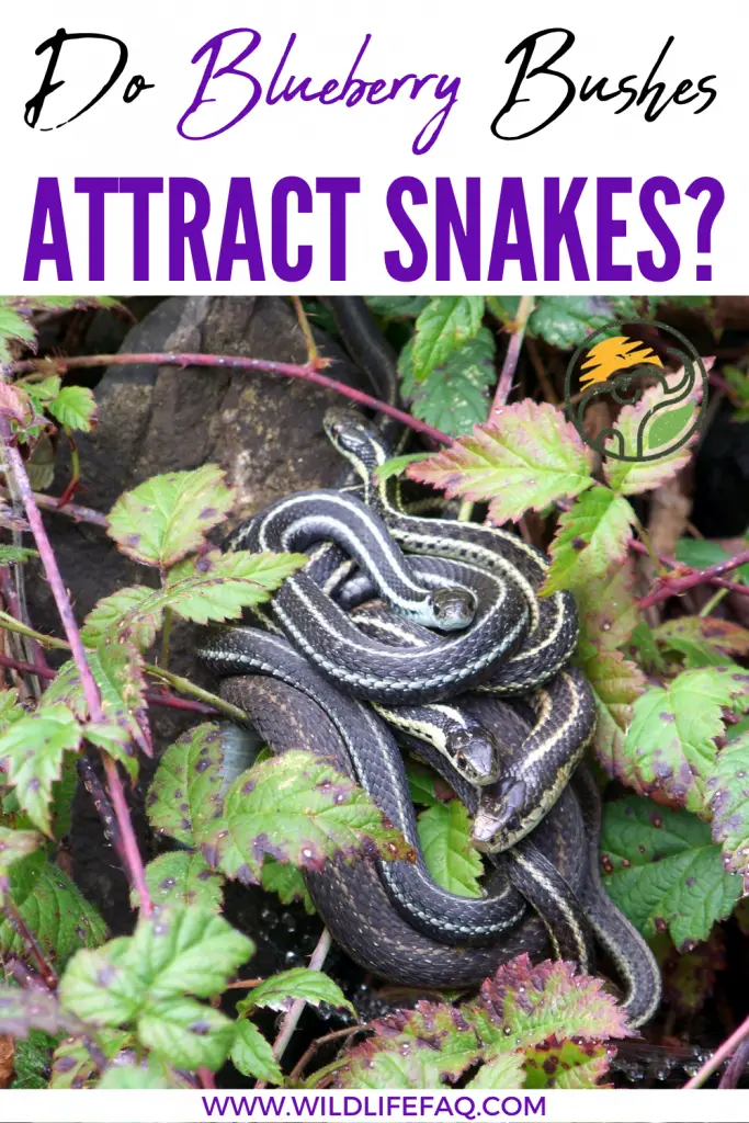 Do Blueberry Bushes Attract Snakes? ???? And 5 That Don't. 3 48