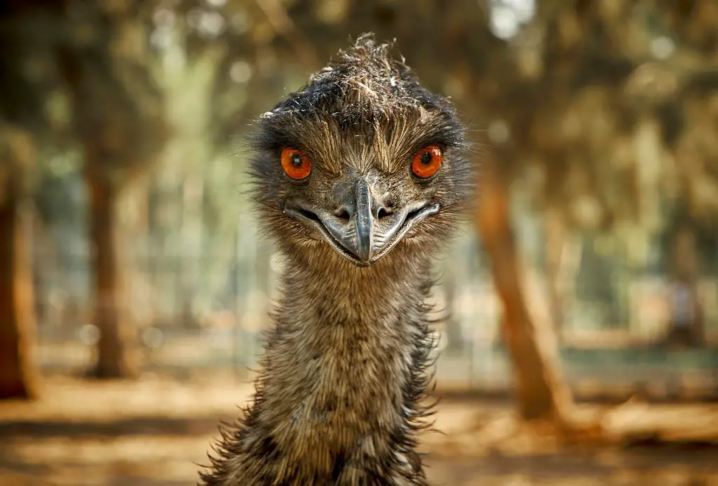 animals ostrich 2022 03 05 05 19 12 utc