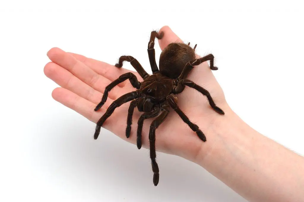 18 Animals With Fangs? (Some You Didn't Know) 12 black goliath birdeating spider sitting on male ha 2021 08 26 18 27 47 utc