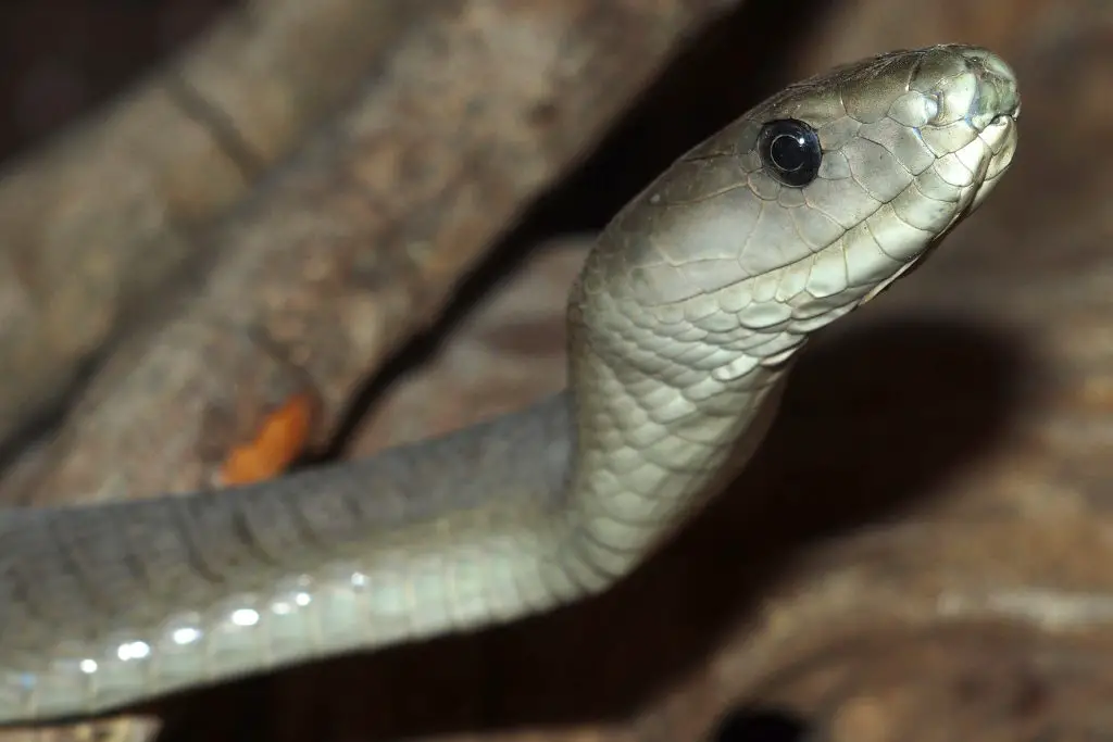 18 Animals With Fangs? (Some You Didn't Know) 7 black mamba chobe national park botswana 2022 03 09 03 03 51 utc