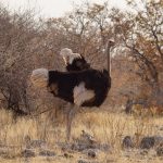 brown ostrich walking 2021 08 26 16 30 01 utc