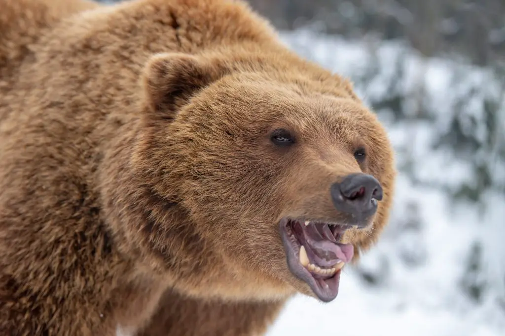 18 Animals With Fangs? (Some You Didn't Know) 14 close bear portrait 2021 08 26 15 56 02 utc