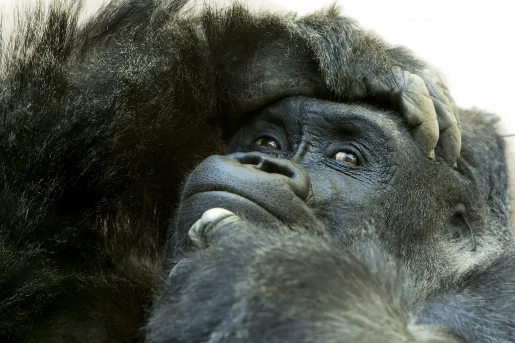 18 Animals With Fangs? (Some You Didn't Know) 11 close up of gorilla with expressive face and pose 2021 08 26 16 22 40 utc
