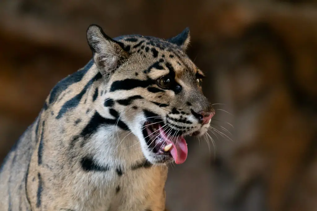 18 Animals With Fangs? (Some You Didn't Know) 9 clouded leopard close up portrait in zoo 2021 08 27 17 17 50 utc 1