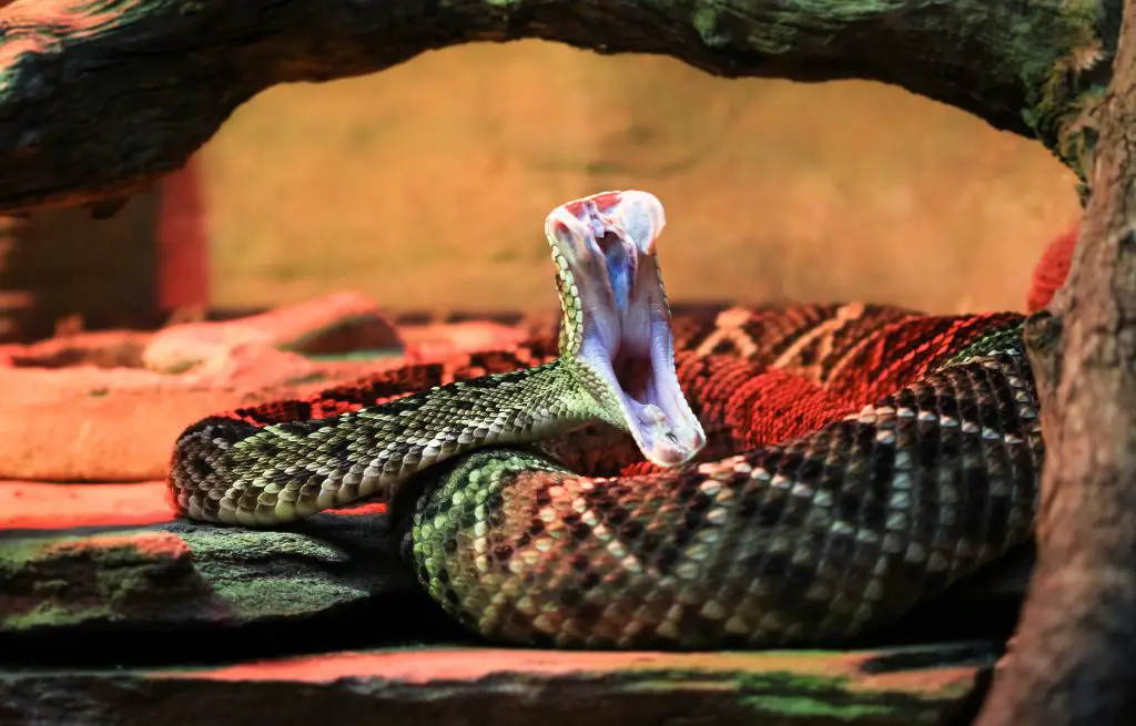 18 Animals With Fangs? (Some You Didn't Know) 5 eastern diamondback rattlesnake striking 2021 08 26 20 15 01 utc