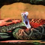eastern diamondback rattlesnake striking 2021 08 26 20 15 01 utc scaled e1657141227812