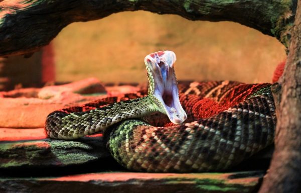 Biggest Snakes in the World ???? (With Numbers) 15 eastern diamondback rattlesnake striking 2021 08 26 20 15 01 utc scaled e1657141227812