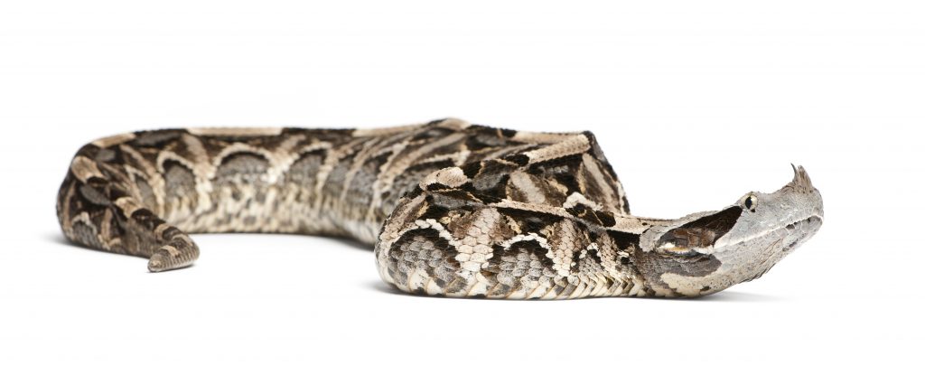 18 Animals With Fangs? (Some You Didn't Know) 6 gaboon viper bitis gabonica poisonous white ba 2021 08 26 18 02 20 utc