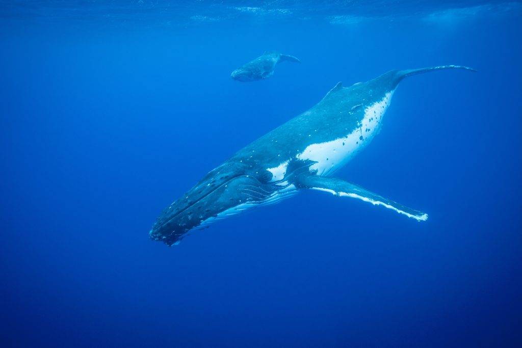 Are All Whales Dangerous? (Or any of them) 2 Humpback whales swimming underwater