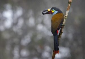 What do Toucans Eat? (Answered, Wild and Captivity) 4 image 2