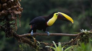 Do Toucans Migrate or Hibernate? (Answered) 2 image