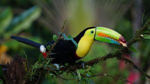 When And How Do Toucans Sleep? (Nocturnal or Diurnal) 2 image 6