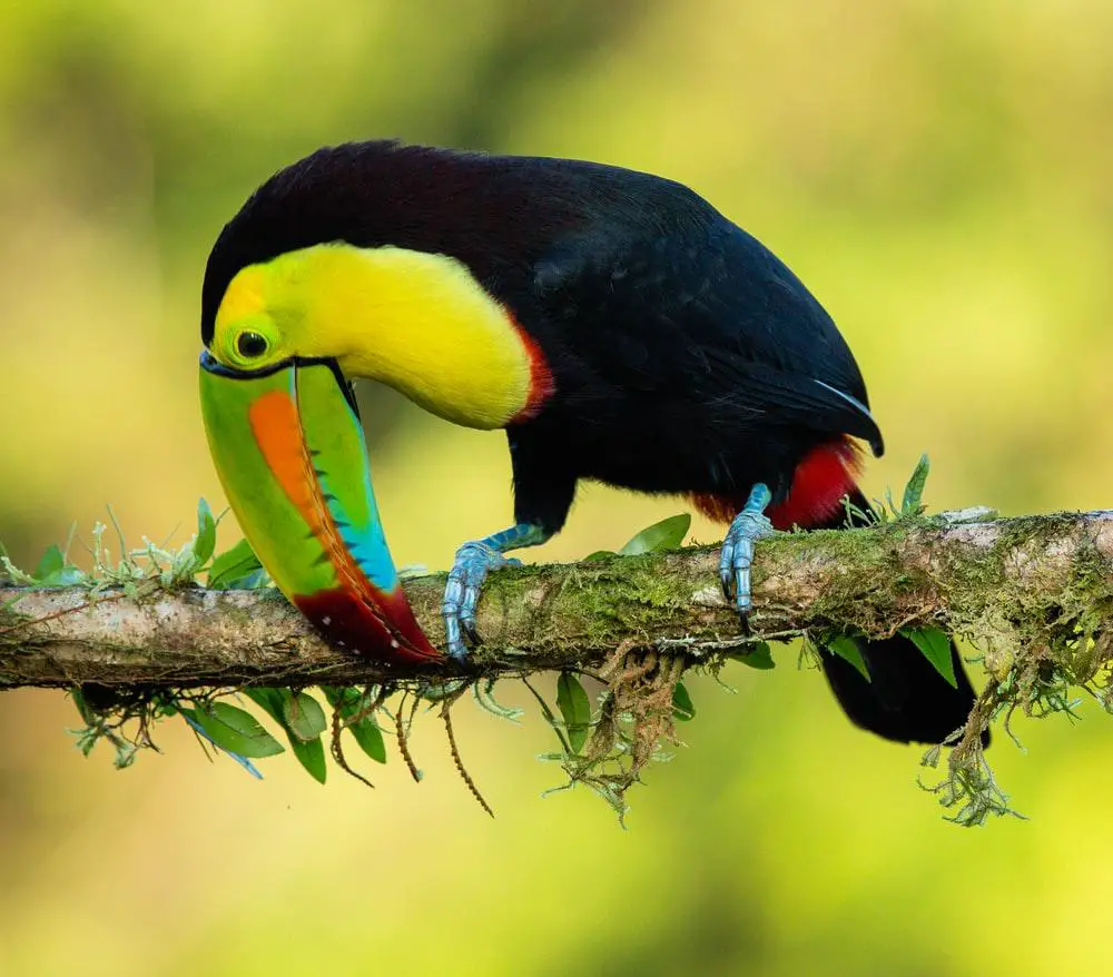 When And How Do Toucans Sleep? (Nocturnal or Diurnal) 3 image 7