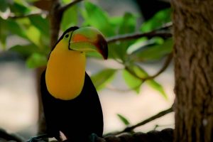When And How Do Toucans Sleep? (Nocturnal or Diurnal) 4 image 8