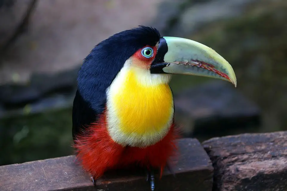 Do Toucans Make Good Pets? 2 image 9
