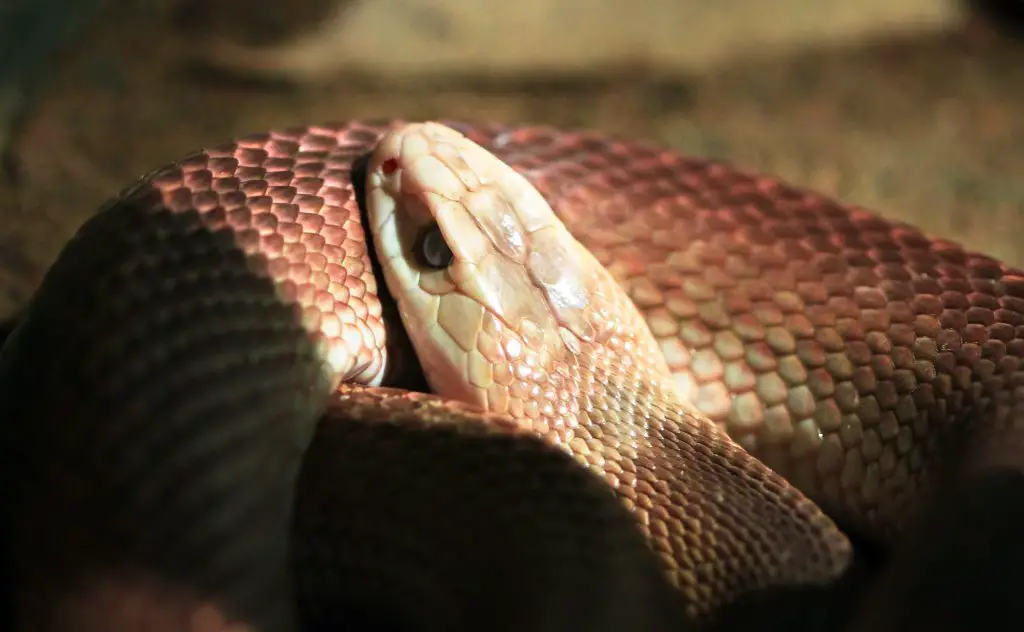 18 Animals With Fangs? (Some You Didn't Know) 10 inland taipan snake up close in australia 2021 08 26 20 15 02 utc