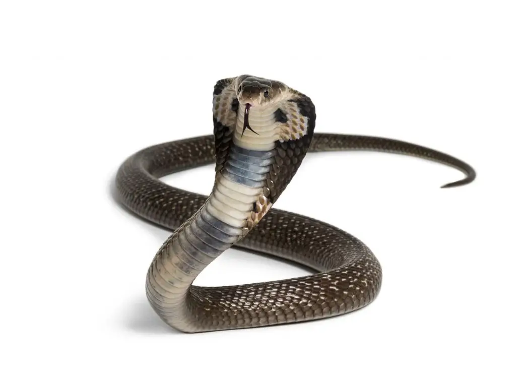 18 Animals With Fangs? (Some You Didn't Know) 4 king cobra 2021 08 26 18 04 37 utc