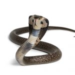 king cobra 2021 08 26 18 04 37 utc