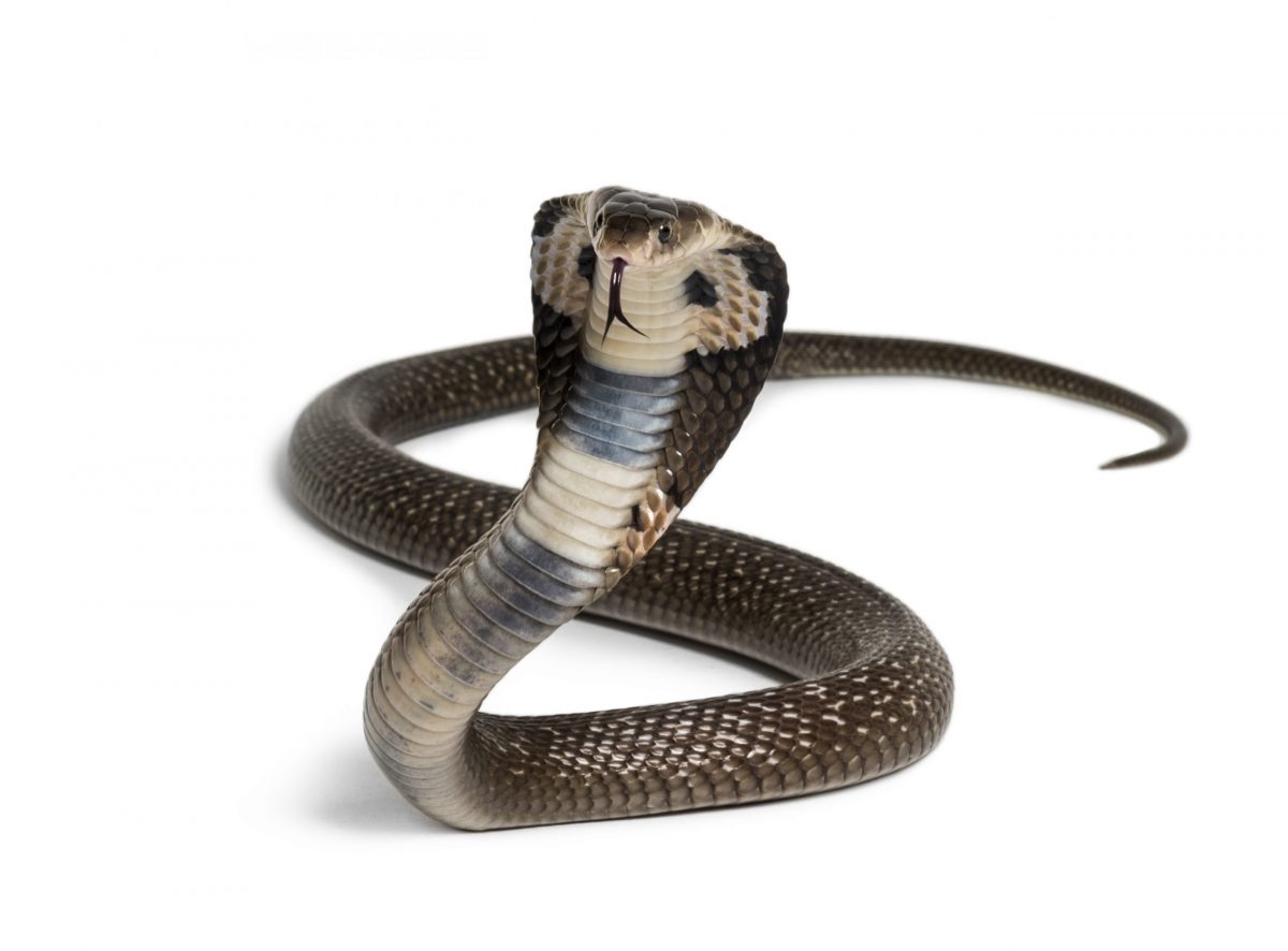 king cobra 2021 08 26 18 04 37 utc scaled e1650624598390