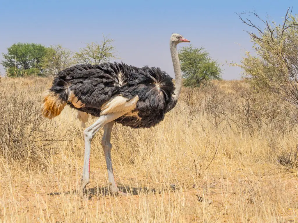 male ostrich in the kalahari