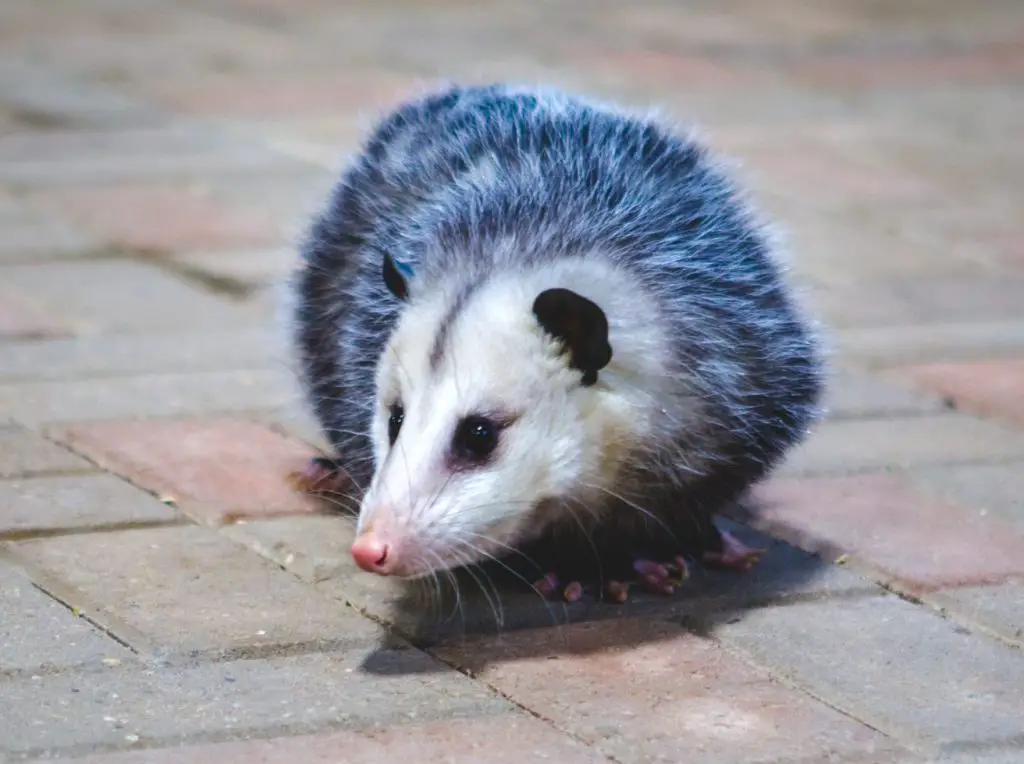 18 Animals With Fangs? (Some You Didn't Know) 13 opossum 2021 08 30 03 11 31 utc scaled e1650626599496